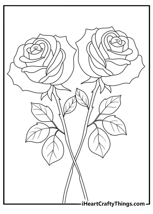 coloring picture of a beautiful and fully bloomed rose surrounded by many leaves