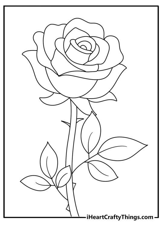 coloring sheet for kids featuring beautiful fully bloomed rose with blank background