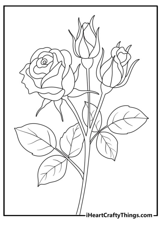 detailed coloring drawing for adults depicting sprig of roses with some buds not fully bloomed yet