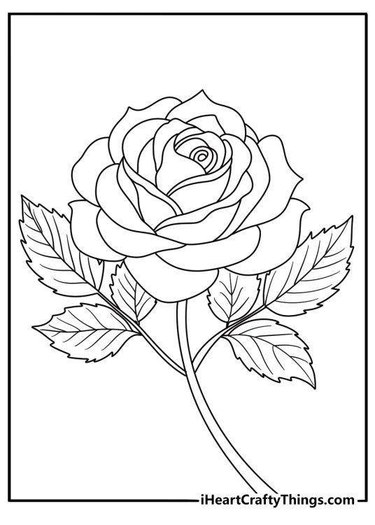 detailed coloring page for pre schoolers depicting a very fluffy and soft rose