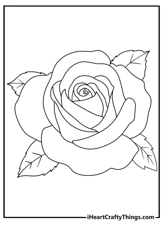 detailed coloring sheet presenting rose in full bloom with four leaves around it