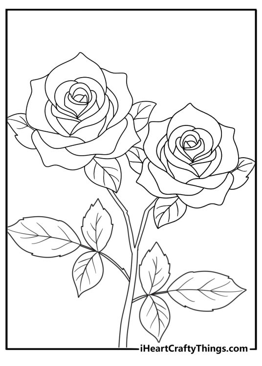 detailed drawing featuring two beautiful roses with many leaves on their stems