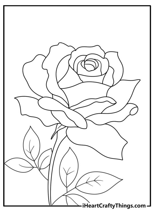 detailed drawing of an elegant single rose in full bloom with some leaves on its stem