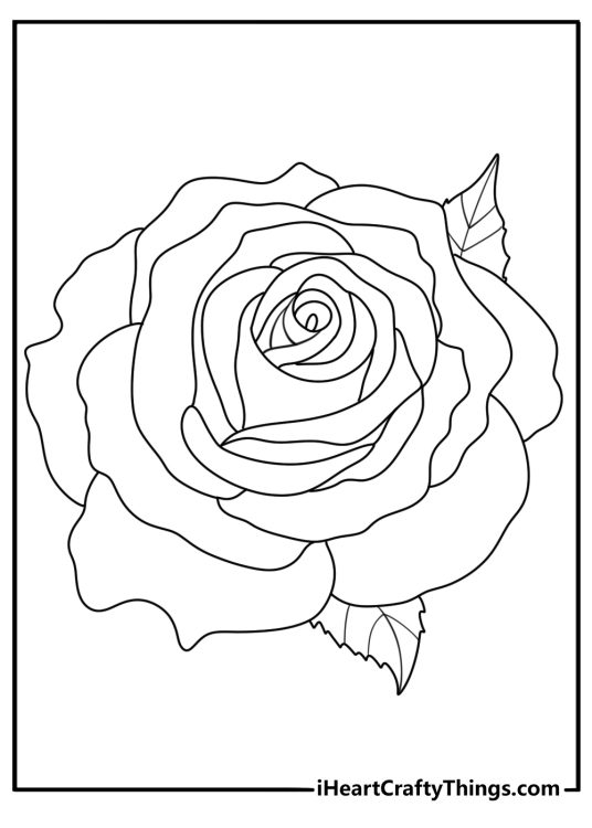 detailed rose printable to color featuring sparkling flower with curled petals and pointy leaves