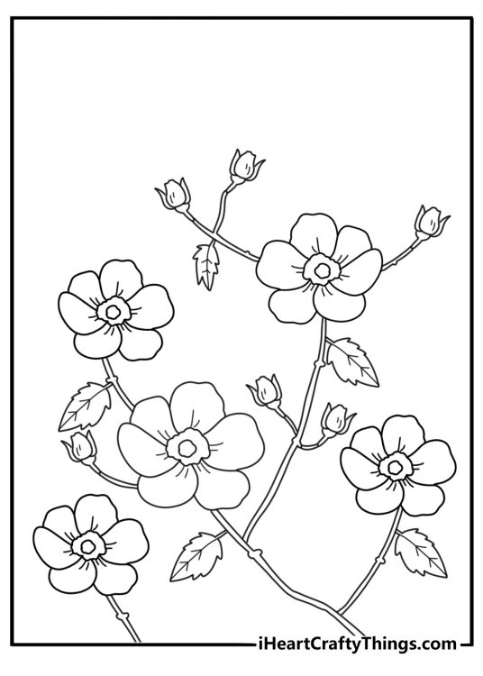 free printable coloring page of a wild rose bush with open blooms