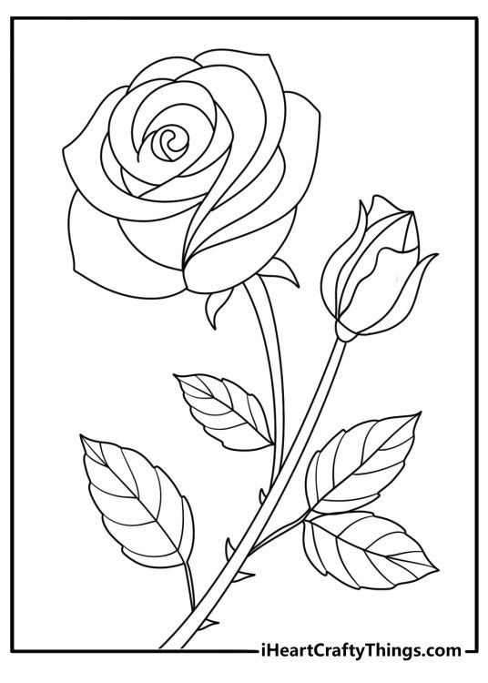 image of a rose with very big and beautiful petals and other flower buds not fully bloomed yet