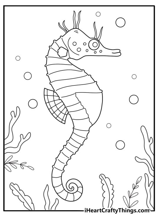 male seahorse with brood pouch coloring page pdf download