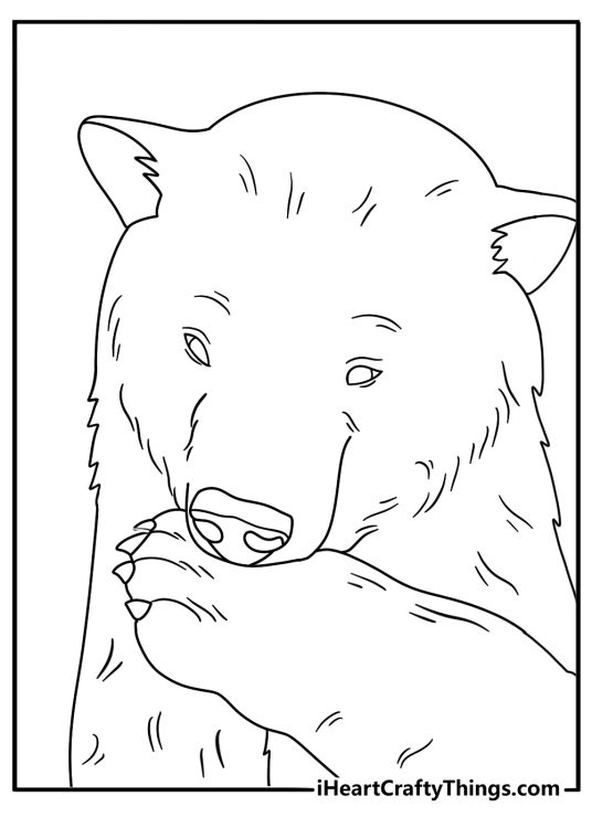 polar bear coloring page for kids showing a bear licking its front paw