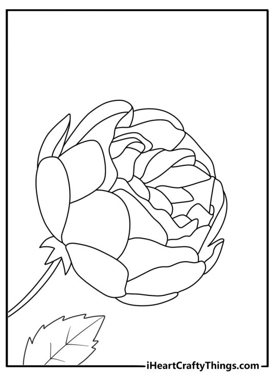 printable coloring sheet depicting two roses with a lot of petals forming a round ball shapes
