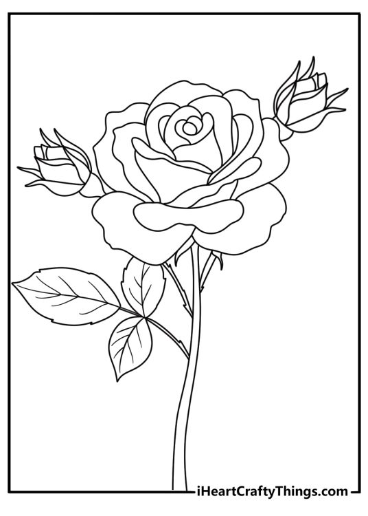 printable picture of a rose looking like it is beginning to wilt as its petals fall