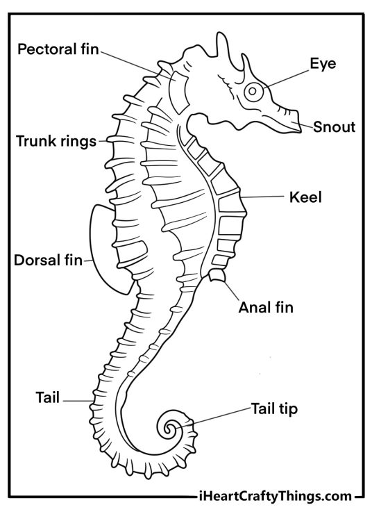 realistic seahorse profile study detailed coloring page for adults