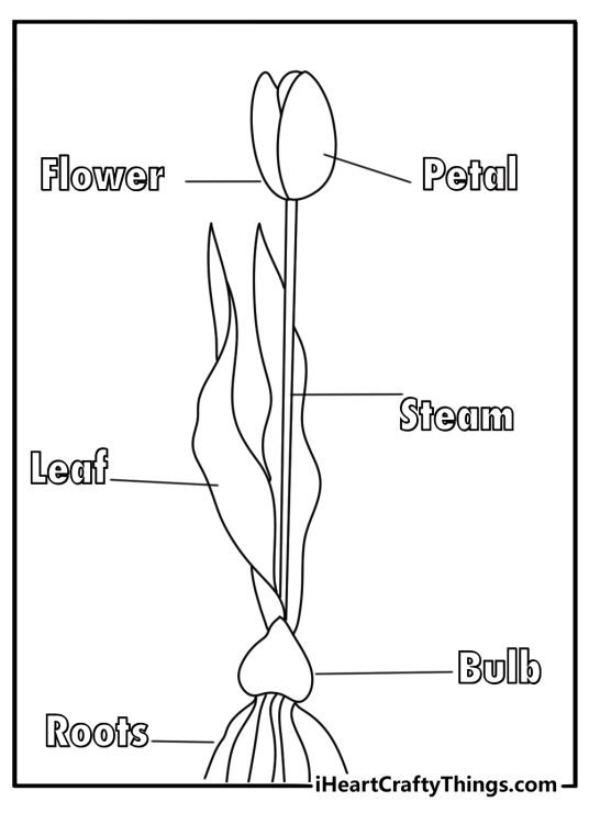 Botanical tulip coloring page with labeled parts for kids