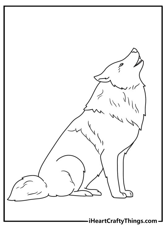 Coloring image for children depicting wolf howling in a sitting position with blank background