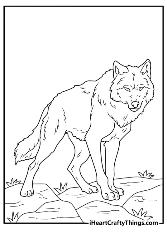 Coloring image for kids of a fierce looking furry wolf standing turned to the left