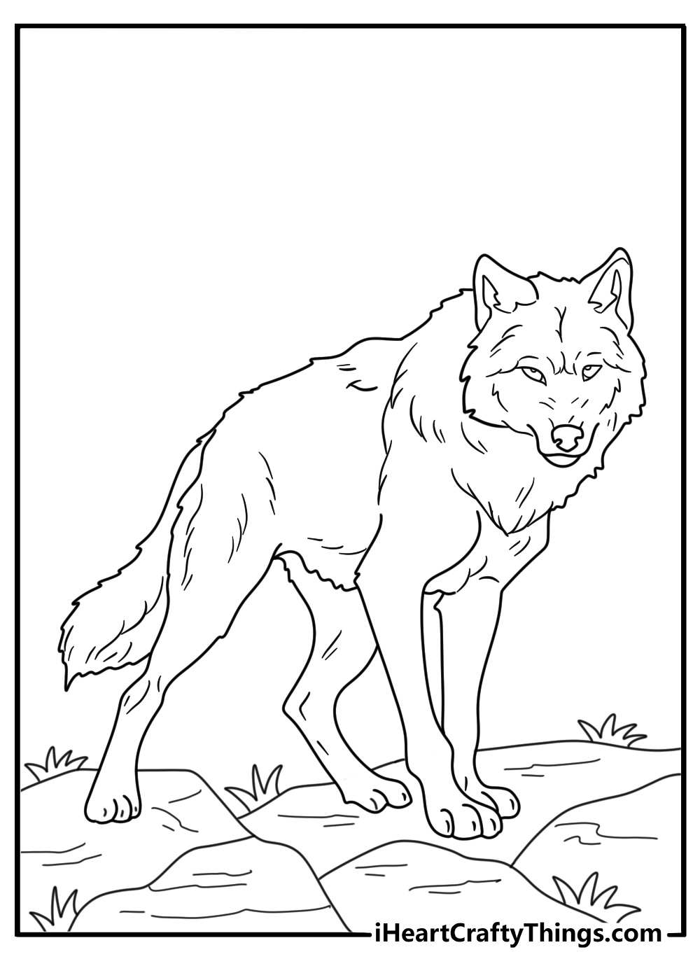 Coloring image for kids of a fierce looking furry wolf standing turned to the left