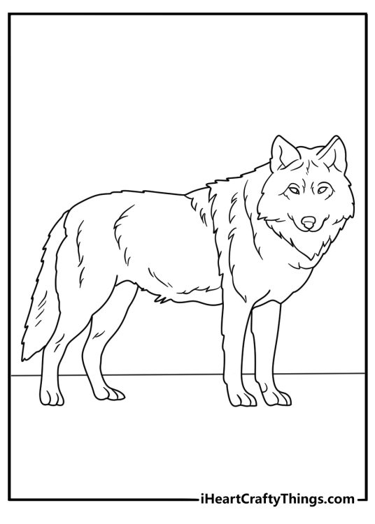 Coloring page featuring standing wolf looking directly at us with a menacing look in its eyes