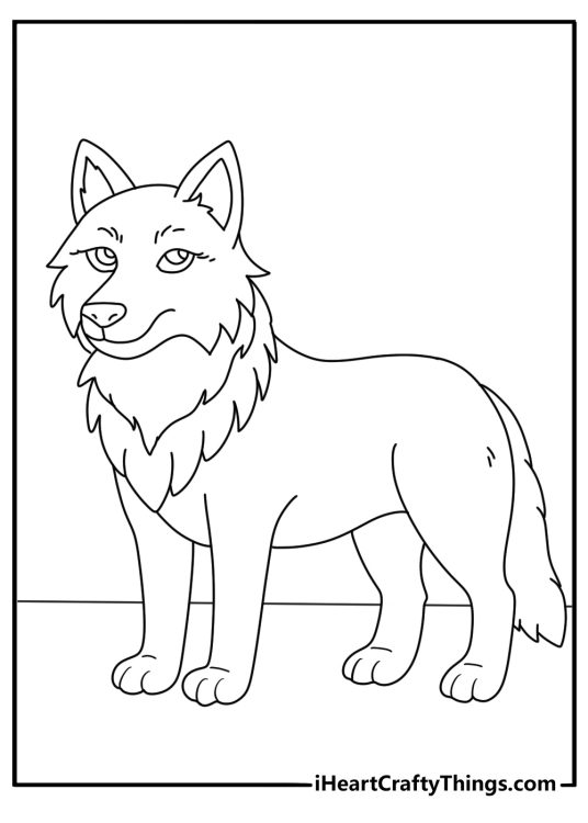 Coloring page presenting a wolf with a very thick coat to keep it warm in cold weather