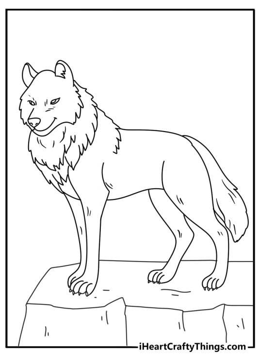 Coloring picture featuring a wolf with a very thick fur especially around the neck