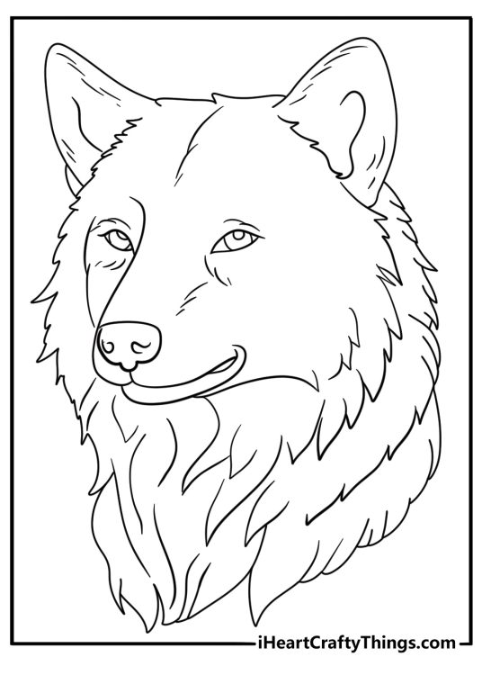 Coloring picture featuring highly detailed and realistic wolf with blank background