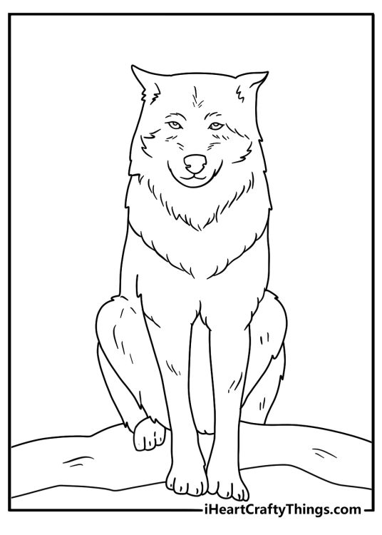 Detailed coloring picture presenting young wolf sitting all proud and looking straight ahead