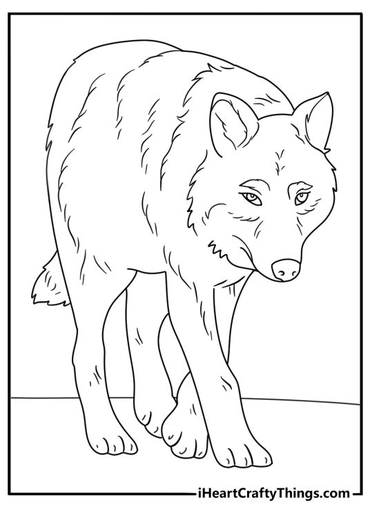 Detailed coloring sheet presenting a realistically drawn wolf proudly stepping up towards us