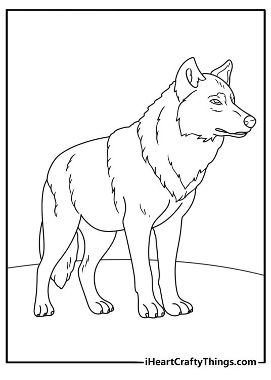Free page to print and color featuring a majestic adult wolf looking pretty calm