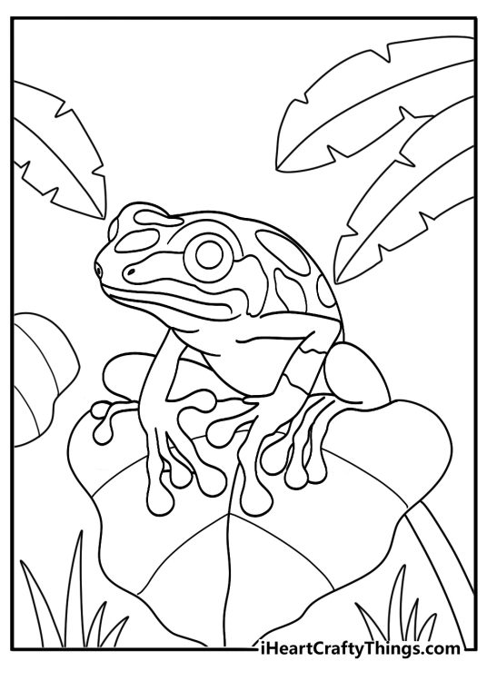 Poison dart frog on a broad leaf cute jungle coloring sheet for kids