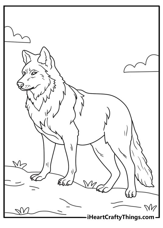 Printable coloring drawing for kids presenting realistic wolf with menacing eyes