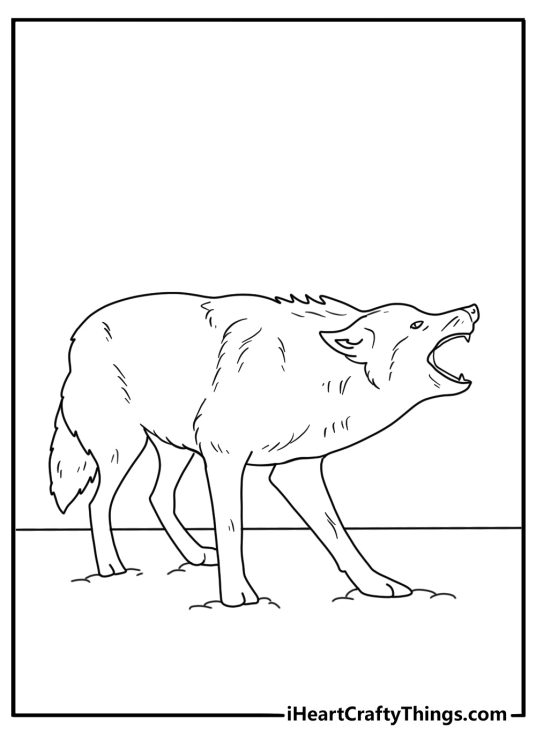 Printable coloring page depicting a wolf on high alert growling and showing off his sharp teeth