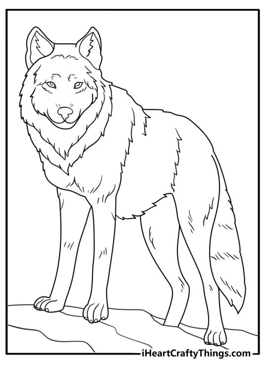 Printable coloring poster presenting wolf who seems to be hot on the trail of some animal