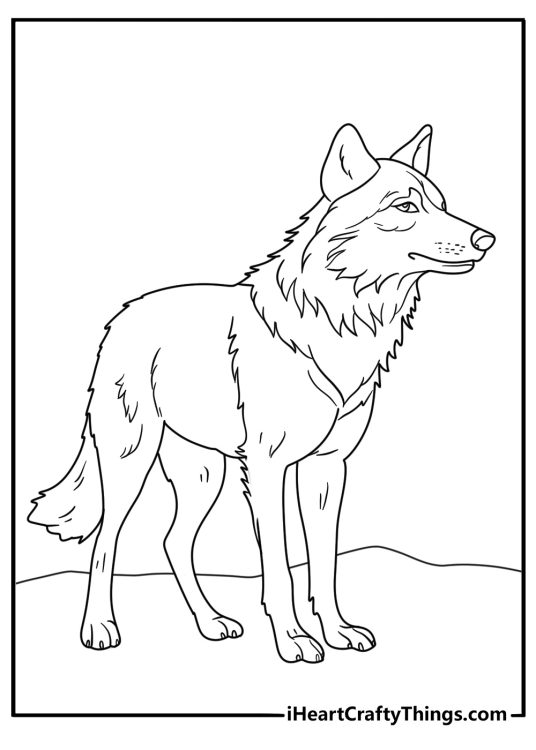 Printable page presenting wolf with thick fur around the neck head slightly bowed and a fluffy tail
