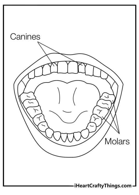 Printable tooth chart showing incisors canines and molars