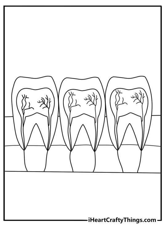 Tooth coloring page showing a molar cutaway with enamel and roots