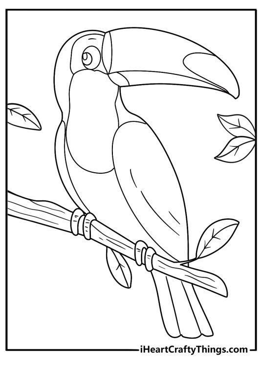 Toucan on a curved branch with large beak printable jungle coloring page