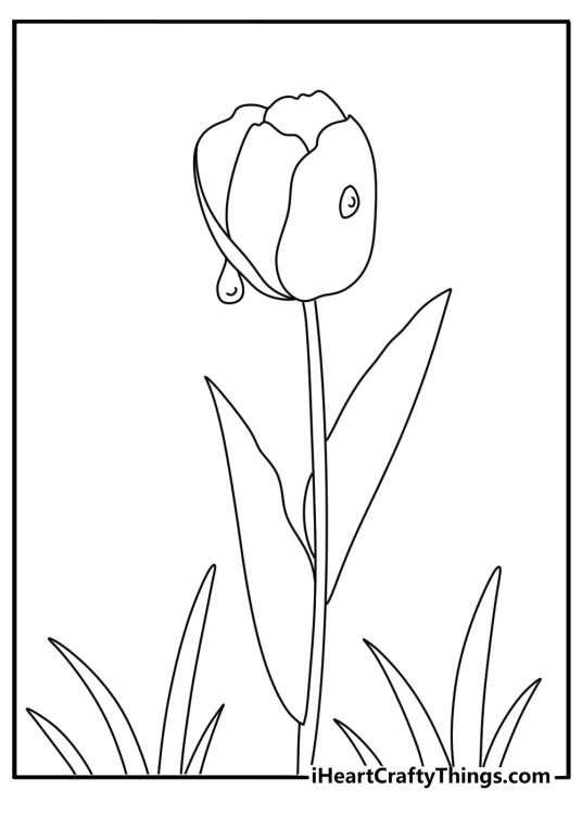 Tulip coloring page with raindrops on petals after storm