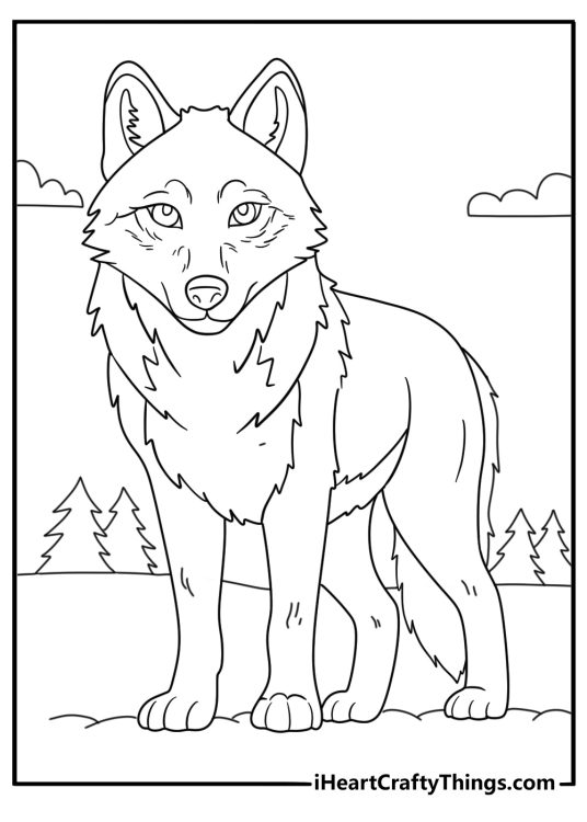 Wolf coloring page showing alert wolf listening with raised ears