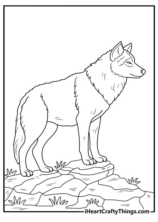 Wolf coloring page showing wild wolf climbing rocky hillside