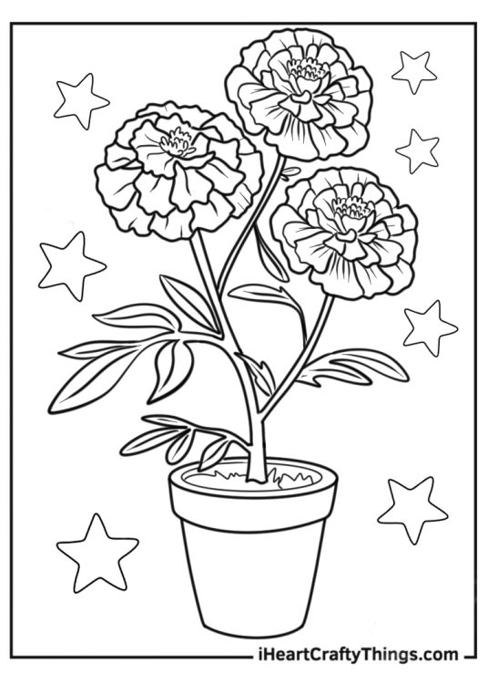 Flower Coloring Pages Of Realistic Pot Marigolds