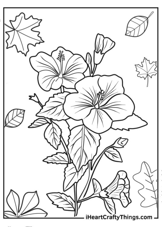 Flower Coloring Pages Of Shoeblackplant In Full Bloom