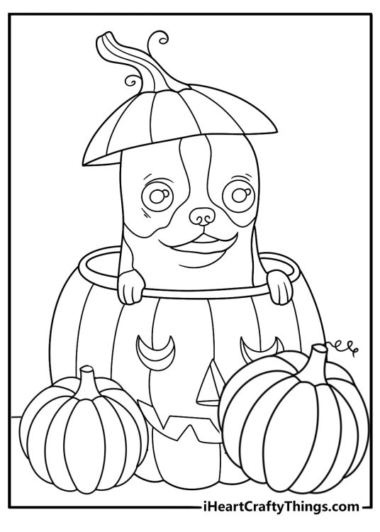 Picture for children featuring adorable puppy poking his head from behind three pumpkins