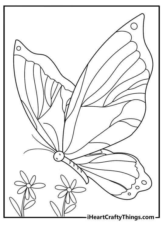Butterfly coloring print out