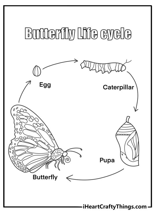 Butterfly life cycle caterpillar to chrysalis to adult for kids coloring page