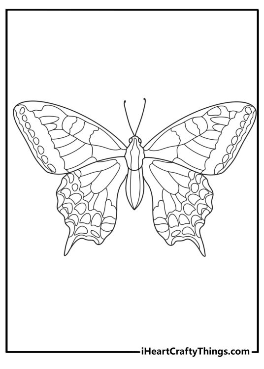 Butterfly themed picture presenting swallowtail butterfly with little tails on its hindwings