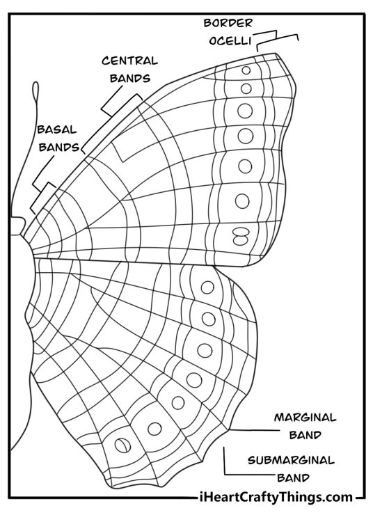 Close up butterfly wing pattern symmetry study advanced coloring sheet