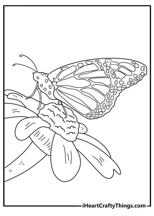Coloring card presenting intricate butterfly wing on the right side and beautiful flowers on the left side