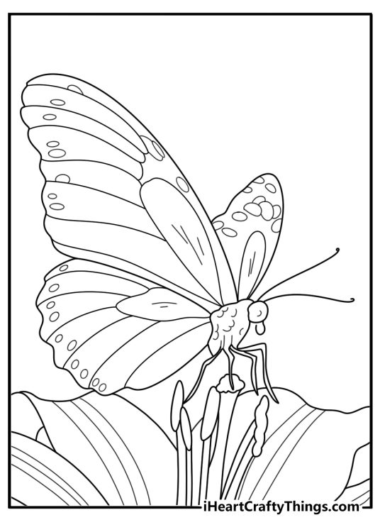 Coloring image presenting eye catching butterfly with little curled flowers in the background