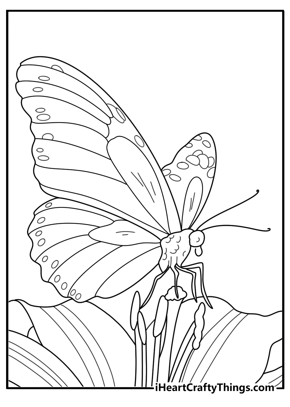 Coloring image presenting eye catching butterfly with little curled flowers in the background