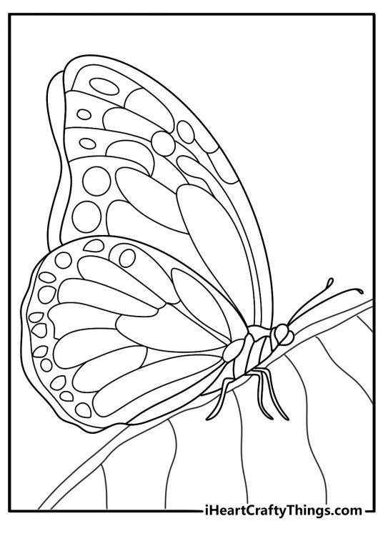 Detailed coloring picture for kids presenting beautiful butterfly resting on a leaf