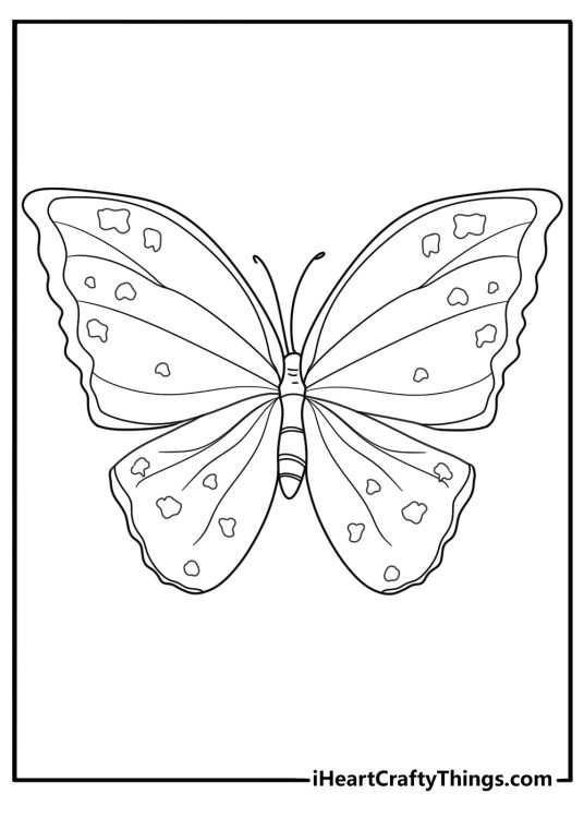 Detailed picture presenting butterfly with straight antennae and interesting splotches all over its wings
