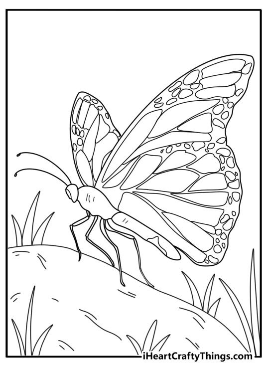 Detailed printable sheet for children depicting big butterfly crawling along a rock